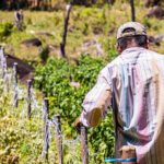 An agriculture worker in Nicaragua's Caribbean region, where a GCF project is under a complaint.