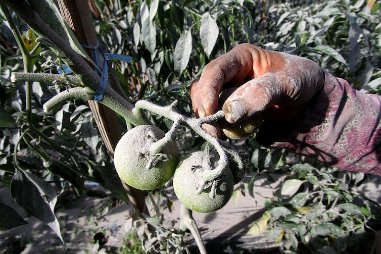 Foto de la mano de una anciana sosteniendo un racimo de tomates cubiertos de ceniza.