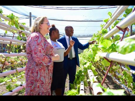 Los murciélagos de Carol para el programa de trabajo agrícola para discapacitados |  conocimiento