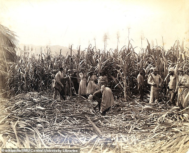 Jamaica, que hasta 1962  estaba gobernada por los británicos, puede reclamar alrededor de medio millón de libras en compensación por siglos de esclavitud.  En la foto: cortadores de caña en Jamaica en 1890.