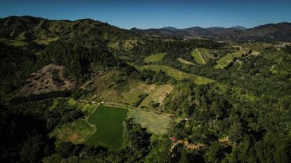 Vista aérea de la zona de La Pelada, 2023. 6 de diciembre El área fue reforestada según el plan Yaque.