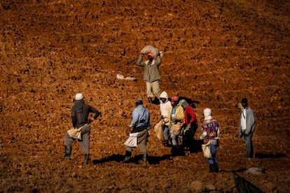 Un grupo de agricultores trabaja en la zona de La Pelada.