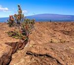 El Parque Nacional de Hawái cierra dos senderos en medio de la agitación de Kilauea South Caldera | Local