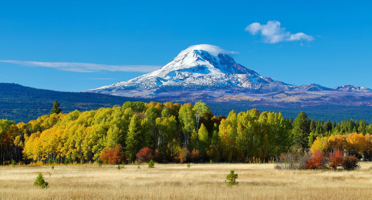 Monte Adams y álamos en otoño y un campo de pasto