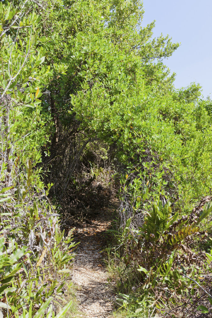 Parte del sendero del lentisco de las Marismas