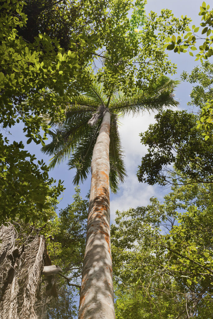 Palmera real en el sendero Mastika