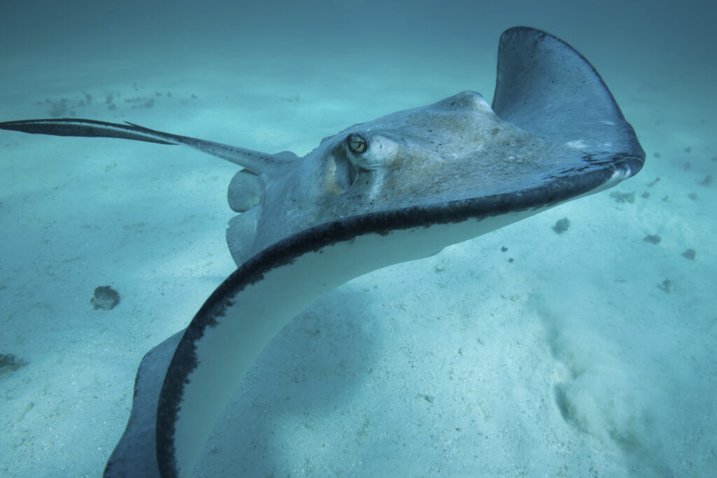 Stingray del sur frente a la isla Gran Caimán.