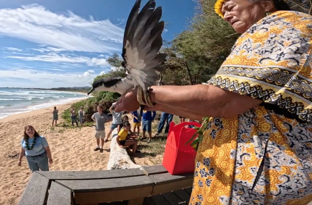 Los programas de recuperación y conservación de aves marinas y de los bosques de Kaua’i se trasladarán a una instalación compartida: Maui Now