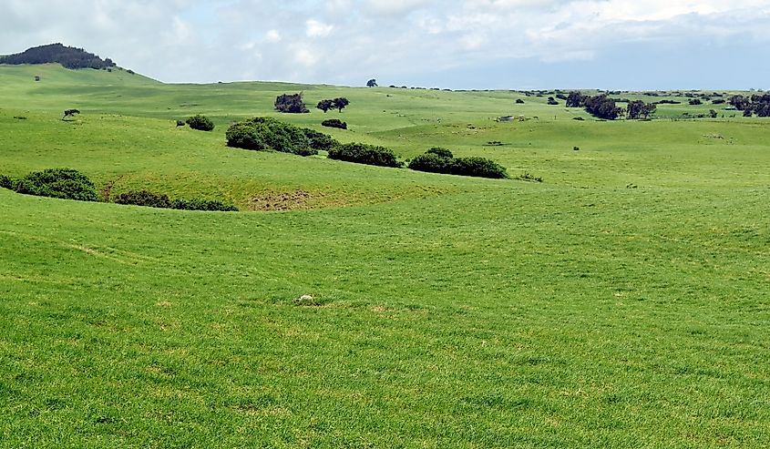 Pastos verdes de Vaime, Big Island, Hawaii.