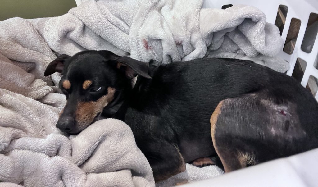 Lunes de negocios: el tratamiento de emergencia de animales de Hawaianes occidentales trata simultáneamente a las mascotas: Great Island ahora