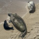 A medida que avanza la temporada de cachorro de sello del monje hawaiano, aumenta la probabilidad