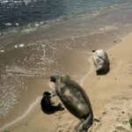 Sellos de monjes hawaianos en peligro de extinción: Maui Now Peak Season