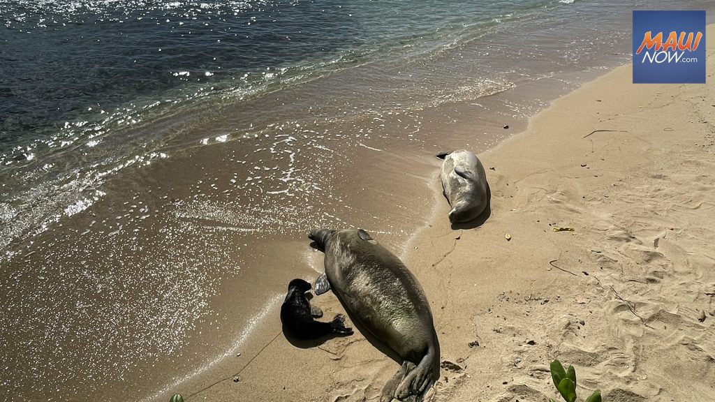 Sellos de monjes hawaianos en peligro de extinción: Maui Now Peak Season