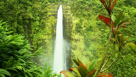 Alamy de la restauración de los bosques locales a la preparación de POI, Hawaii está lleno de malama inspirado en la experiencia de voluntariado (crédito: Alamy)