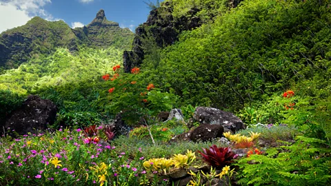Los visitantes de Alamy pueden ser voluntarios en el jardín de Limahuli y salvar a Kaua'i (crédito: Alamy)