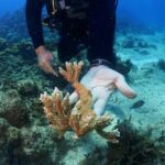 Los arrecifes de coral en Hawai pierden su color: ¿Qué es este fenómeno y cómo afecta su entorno?