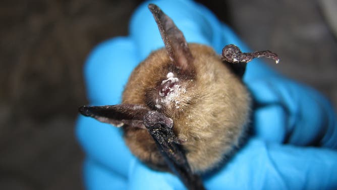 Este murciélago del oído largo del norte indica el crecimiento del hongo que causa el síndrome de la nariz blanca.