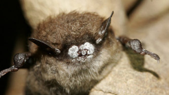 Pequeño murciélago marrón; Cierre la nariz con Hungus, Nueva York, 2008 octubre