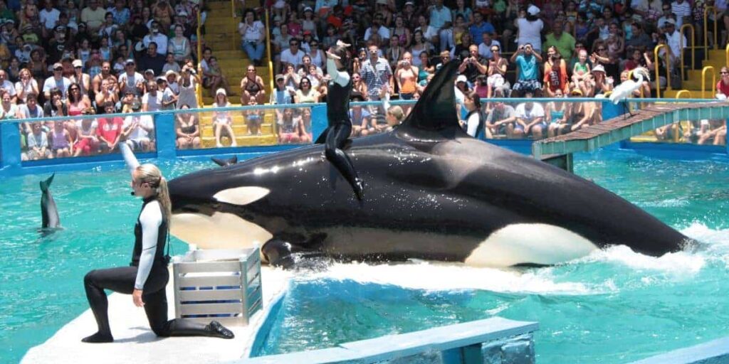Muerte, sanciones y drama legal | Los parques de entretenimiento de Florida con animales cautivos pueden ser casi casi casi