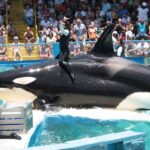 Muerte, sanciones y drama legal | Los parques de entretenimiento de Florida con animales cautivos pueden ser casi casi casi