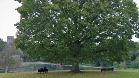 Una foto de la ciudad de St Albans y el Parque Verulamium del Consejo de Distrito con un gran árbol y dos personas se sentaron debajo de él.