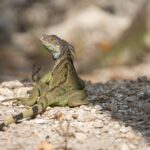 Iguanos aparecen en algunos de los parques corrigidos del condado de Lee