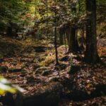 ¡Incluya esta experiencia de 9 WV State Park en sus cubos de otoño!