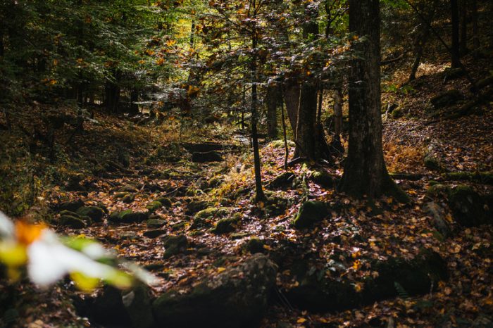 ¡Incluya esta experiencia de 9 WV State Park en sus cubos de otoño!