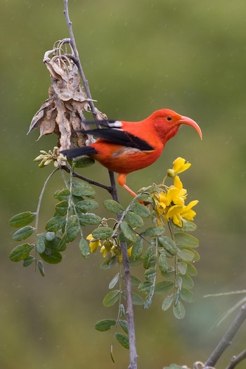 I'iwi, luna de miel hawaiana