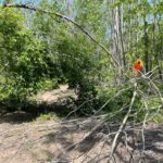 Parques, campamentos ahora se abren después del daño de la tormenta de hielo