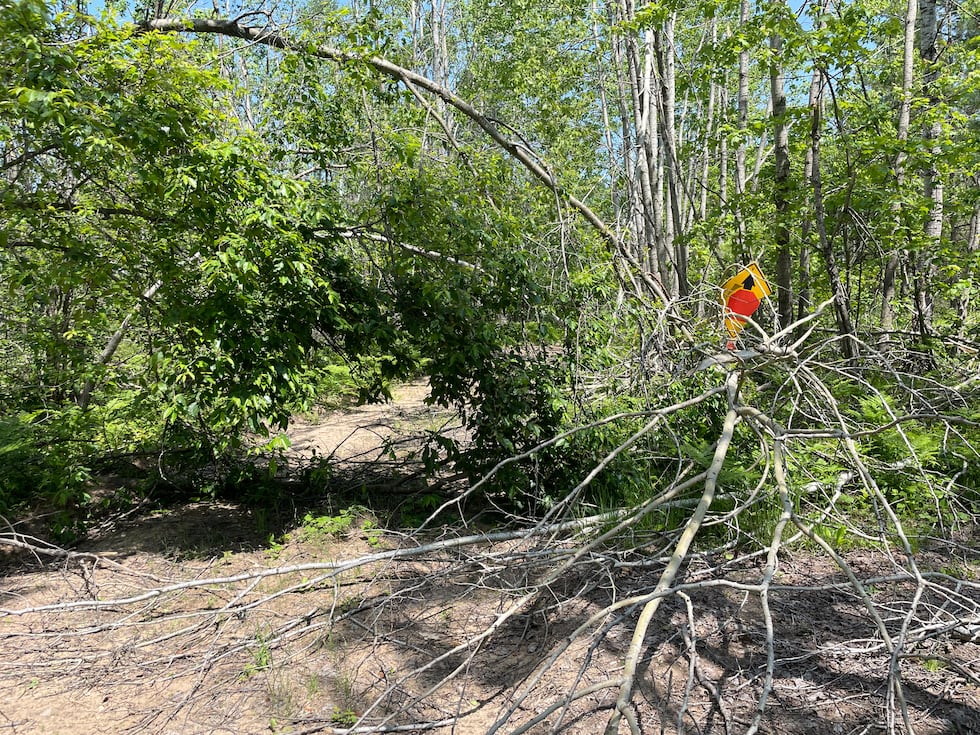 Parques, campamentos ahora se abren después del daño de la tormenta de hielo