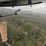 Los mosquitos y los drones estériles buscan preservar especies únicas en Hawaii