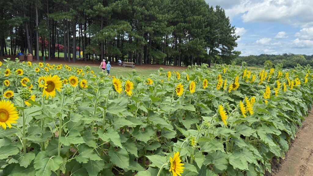 Dix Parks Blooms de girasol