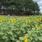 Dix Parks Blooms de girasol