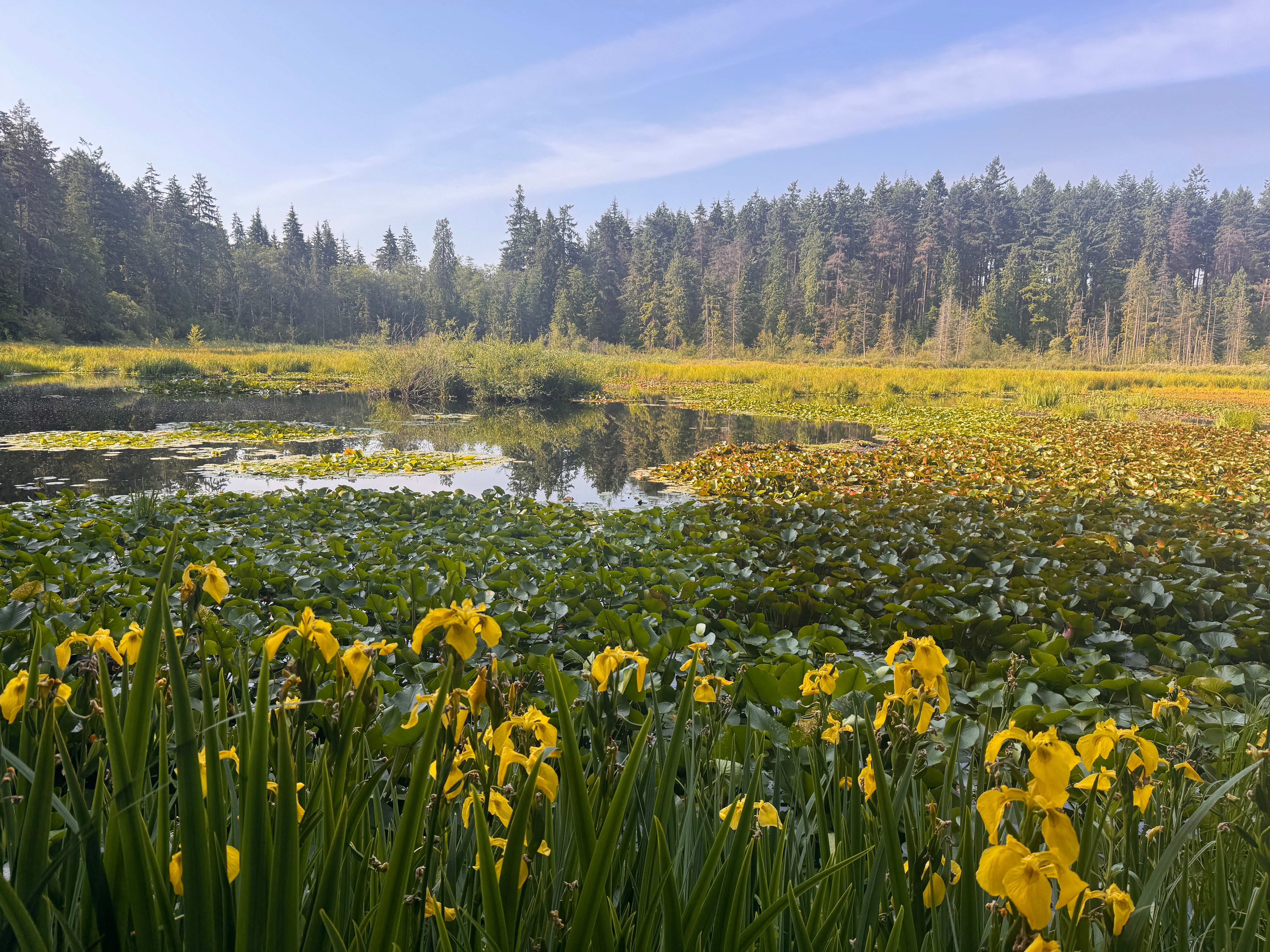 Stanley Park es un exuberante espacio verde en Vancouver con senderos sinuosos