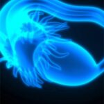 Health Canada confirma el monytaximab sorvtansin frα+ platino un cáncer epitelial de ovario
