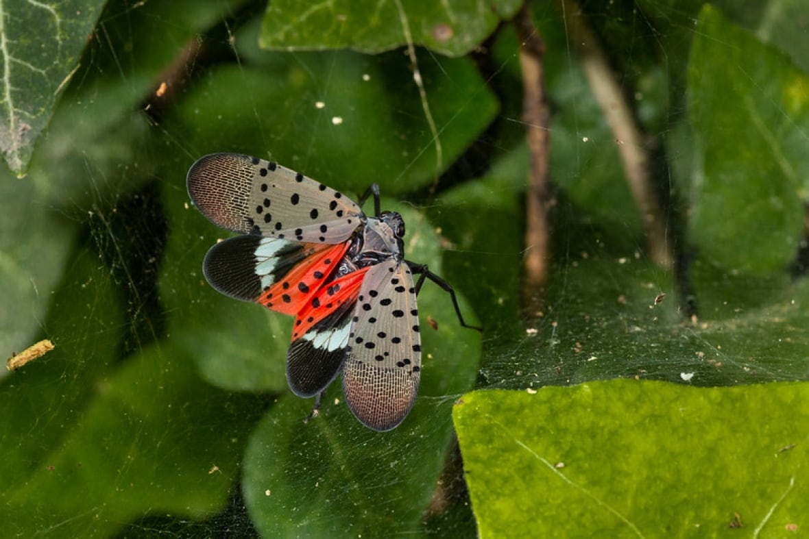 Volando con alas. Las alas tienen una gran parte del beige con puntos negros, luego la parte negra con una tira blanca de un lado a otro, luego la parte del ala a lo largo de las moscas negras es rojo con lunares negros. Lanza visible en la parte superior de Internet en algunas hojas verdes.