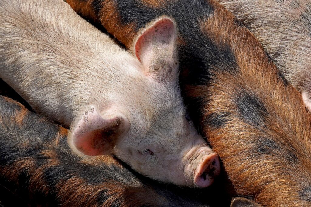 Reino Unido bloquea las importaciones de carne de cerdo desde España debido al brote de peste porcina