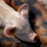 Reino Unido bloquea las importaciones de carne de cerdo desde España debido al brote de peste porcina