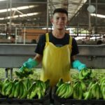 Costa Rica y México fortalecen medidas fitosanitarias en preparación para 2026 Para el Congreso Internacional Bananero