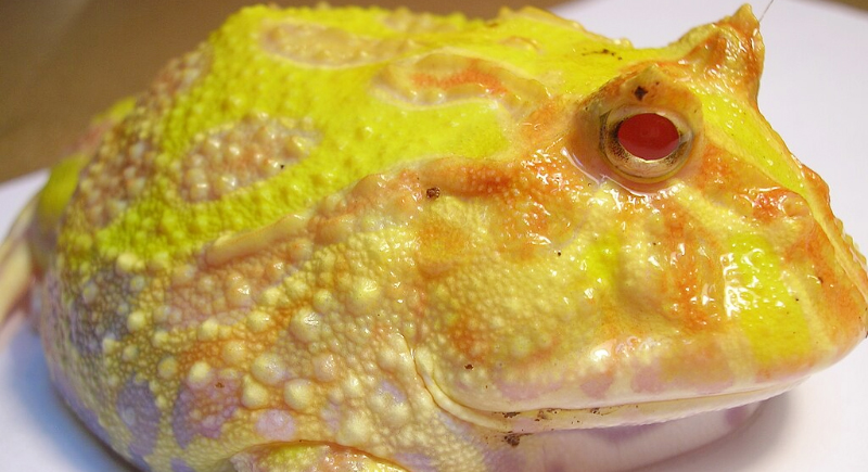 El primer tiburón naranja de la Tierra fue descubierto frente a las costas de Costa Rica