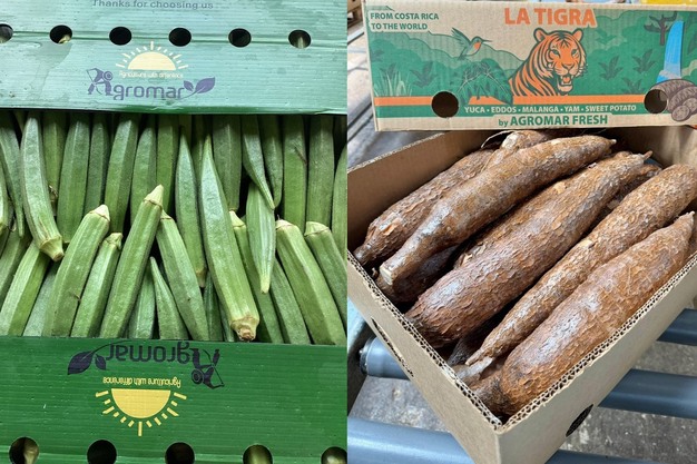 «Exportamos principalmente yuca de Costa Rica y okra de Honduras»