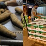La cera vegetal aprobada por la UE hace que la yuca costarricense sea adecuada para el mercado europeo