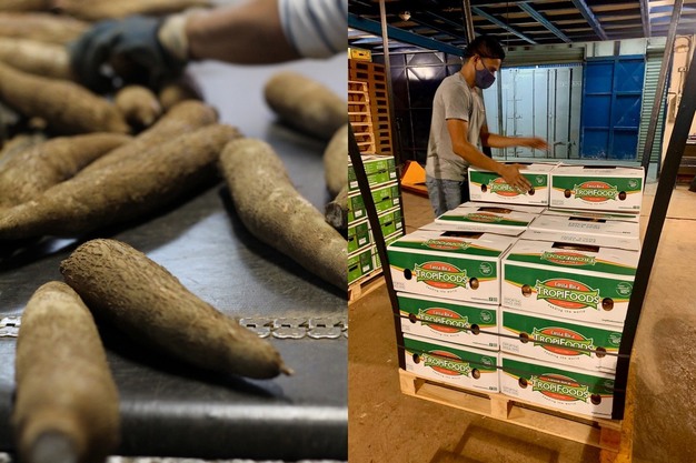 La cera vegetal aprobada por la UE hace que la yuca costarricense sea adecuada para el mercado europeo