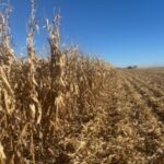 Un debilitamiento del mercado de tierras agrícolas no relacionado con las perspectivas económicas a largo plazo