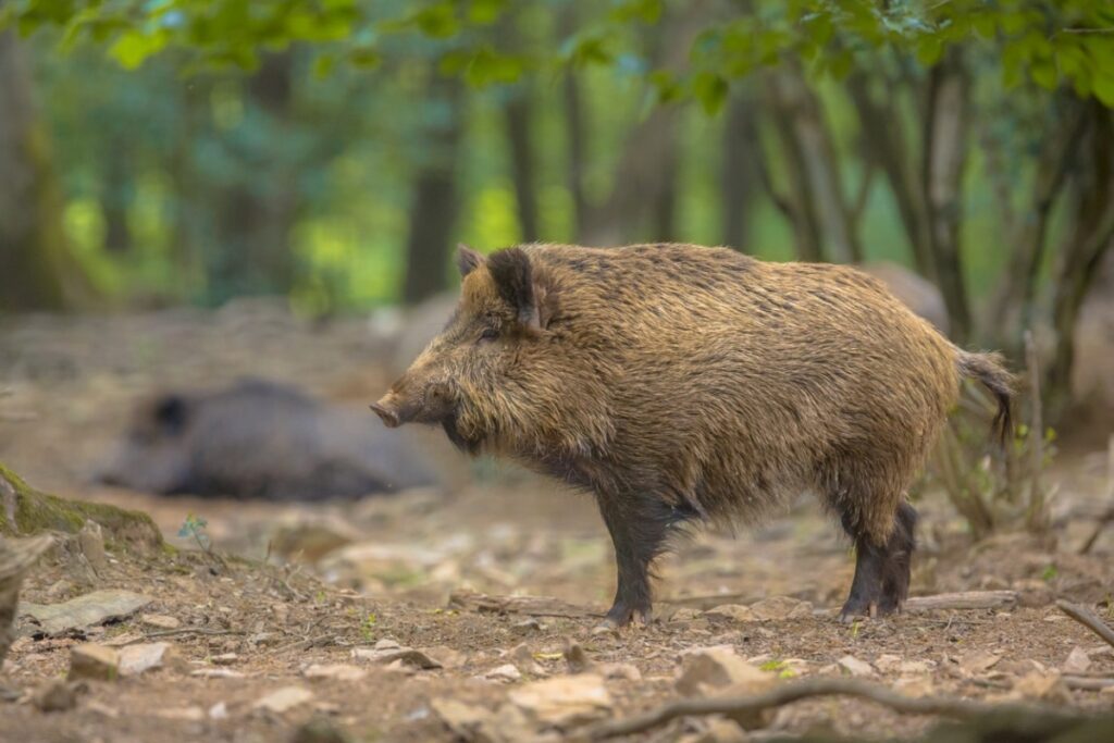 Cataluña cerró el parque porque los jabalíes dieron positivo por ACM