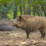 Cataluña cerró el parque porque los jabalíes dieron positivo por ACM