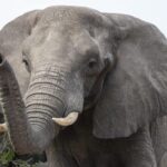 Busque en todo el mundo al director de marketing y relaciones públicas del zoológico de Nashville