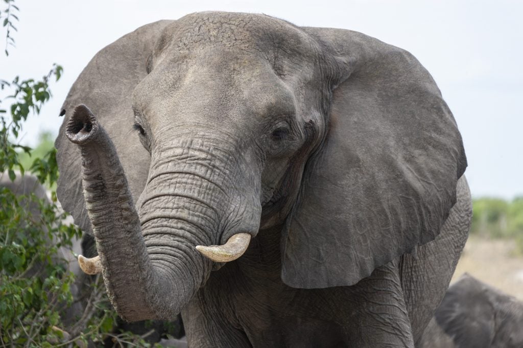 Busque en todo el mundo al director de marketing y relaciones públicas del zoológico de Nashville