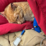 El gato de una estudiante de veterinaria en WSU se recuperó después de 27 días desaparecido | Información privilegiada de WSU